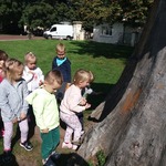 dzieci w parku oglądają pień drzewa